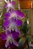 orchid1 