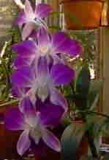 orchid1LS 