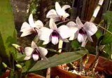 orchid2LS 