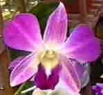 orchid3LS 
